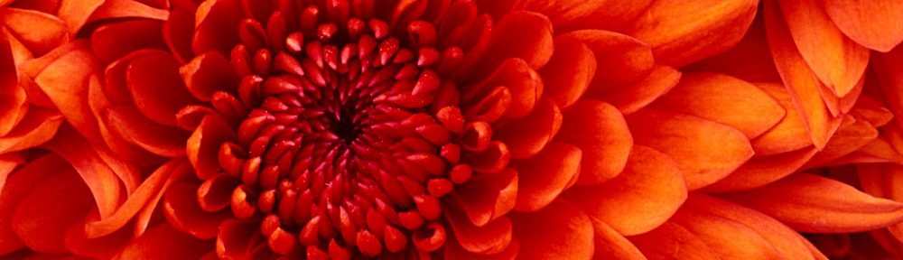 Julie Boyce – Integrative Therapeutic Counsellor MBACP